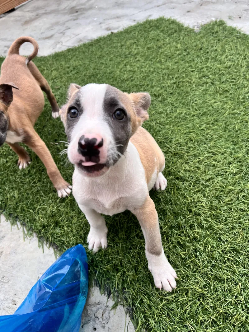 A baby medium-sized male Terrier dog named Fox for adoption in Tracy City , TN