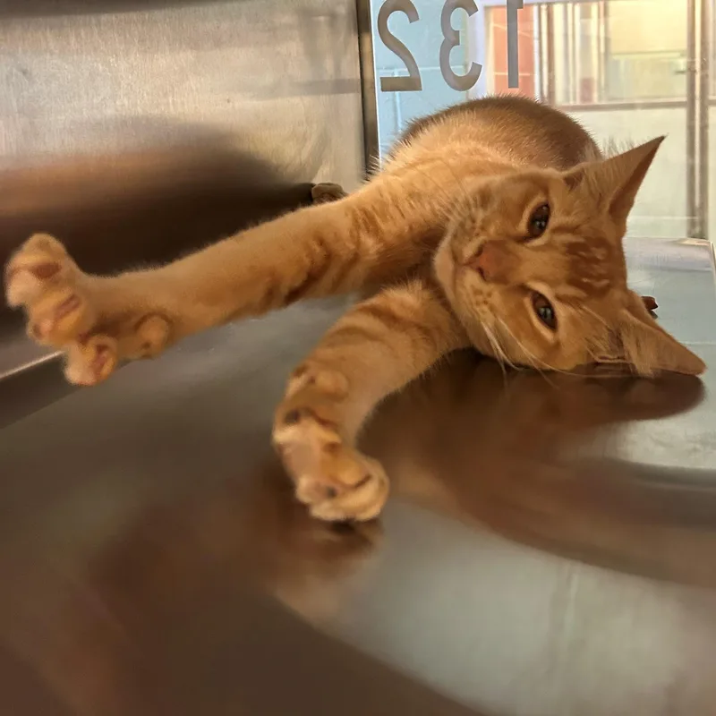 A baby medium-sized male Domestic Short Hair cat named Cheeto A for adoption in Plano, TX