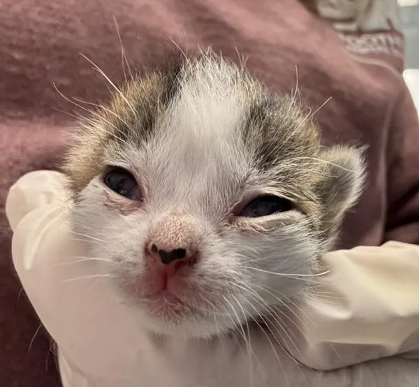 Pork Bun thumbnail 2