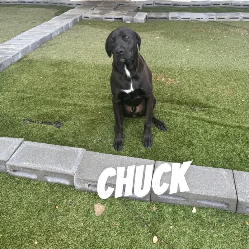 Chuck