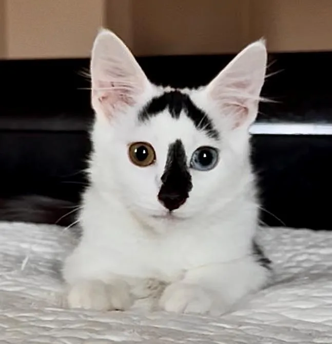 A baby medium-sized male Domestic Short Hair cat named Bowie for adoption in Davis, CA