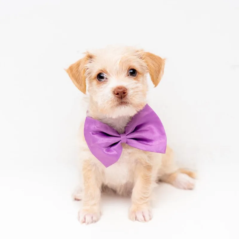 A baby small-sized female Apricot / Beige Chihuahua dog named Kehlani for adoption in New York, NY