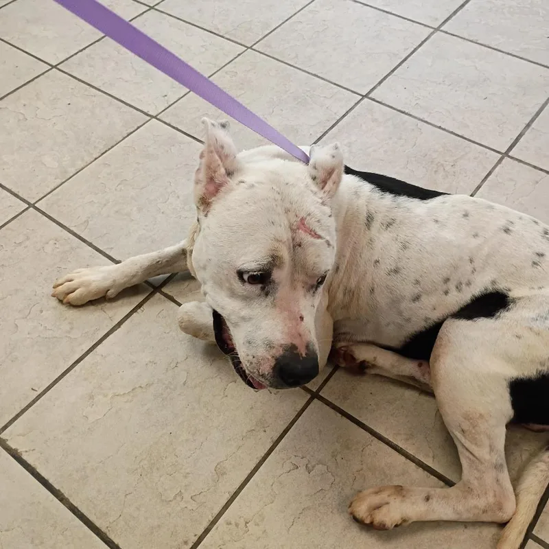 An adult medium-sized male White / Cream Mixed Breed dog named Augustus for adoption in Columbus, GA