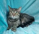 An adult medium-sized female Domestic Short Hair cat named 7001 (Ivy) for adoption in Lake City, MI