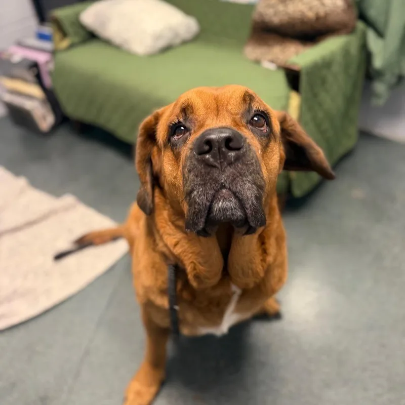 An adult extra large-sized female Red / Chestnut / Orange Saint Bernard dog named Mulan for adoption in Warwick, RI