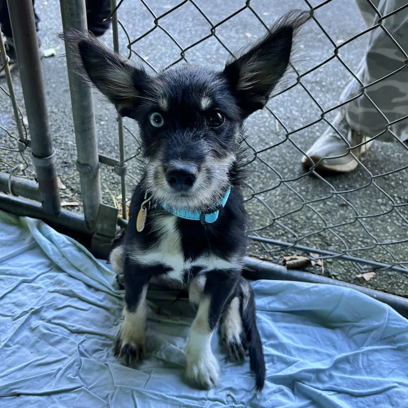 A baby small-sized female Terrier dog named Wednesday Adams for adoption in Huntington, NY