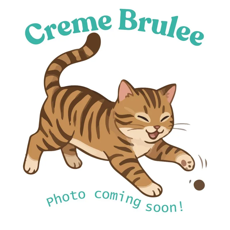 A baby medium-sized female Tabby (Brown / Chocolate) American Shorthair cat named Creme Brulee for adoption in Houston, TX