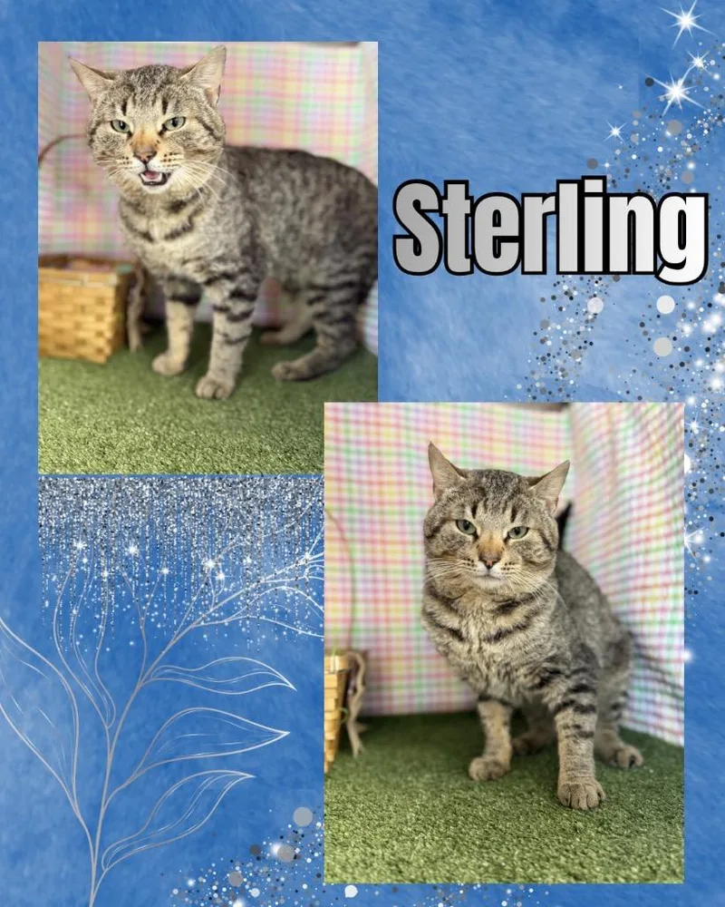 An adult large-sized male Domestic Short Hair cat named Sterling for adoption in Hopkinsville, KY