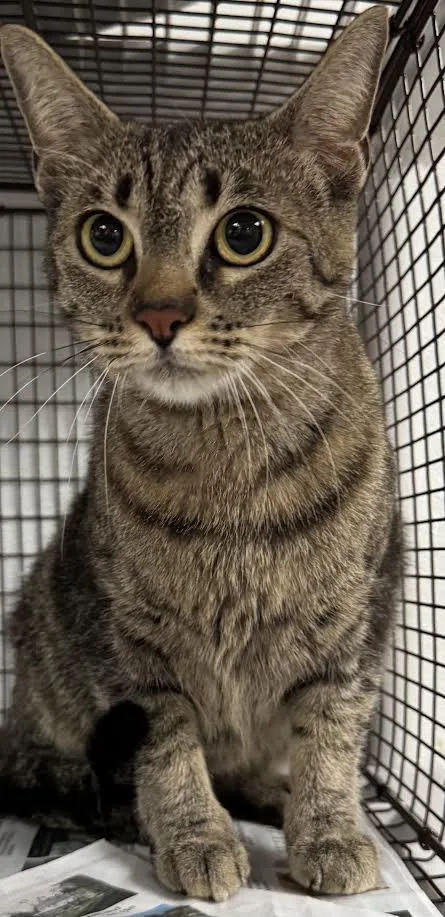 An adult medium-sized female Domestic Short Hair cat named Sol for adoption in Van Nuys, CA