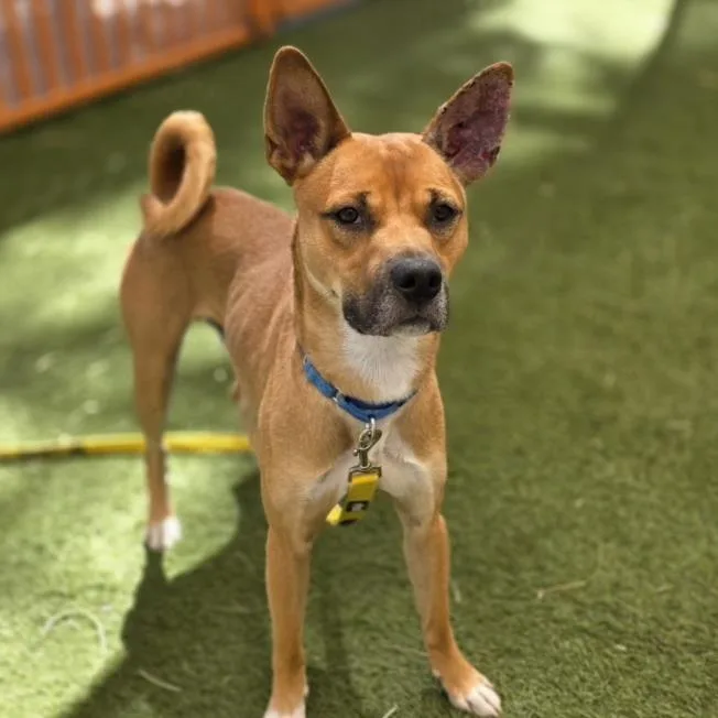 A young medium-sized male Shiba Inu dog named Linus for adoption in Las Vegas, NV