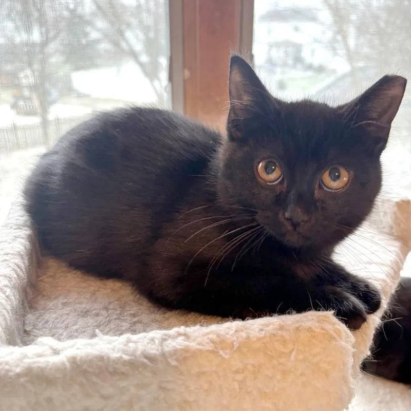 A young medium-sized male Black Domestic Short Hair cat named Jett for adoption in Medina, OH