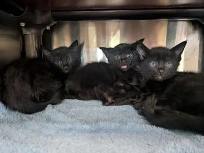 A baby small-sized female Domestic Short Hair cat named Princess Donut for adoption in Independence, MO