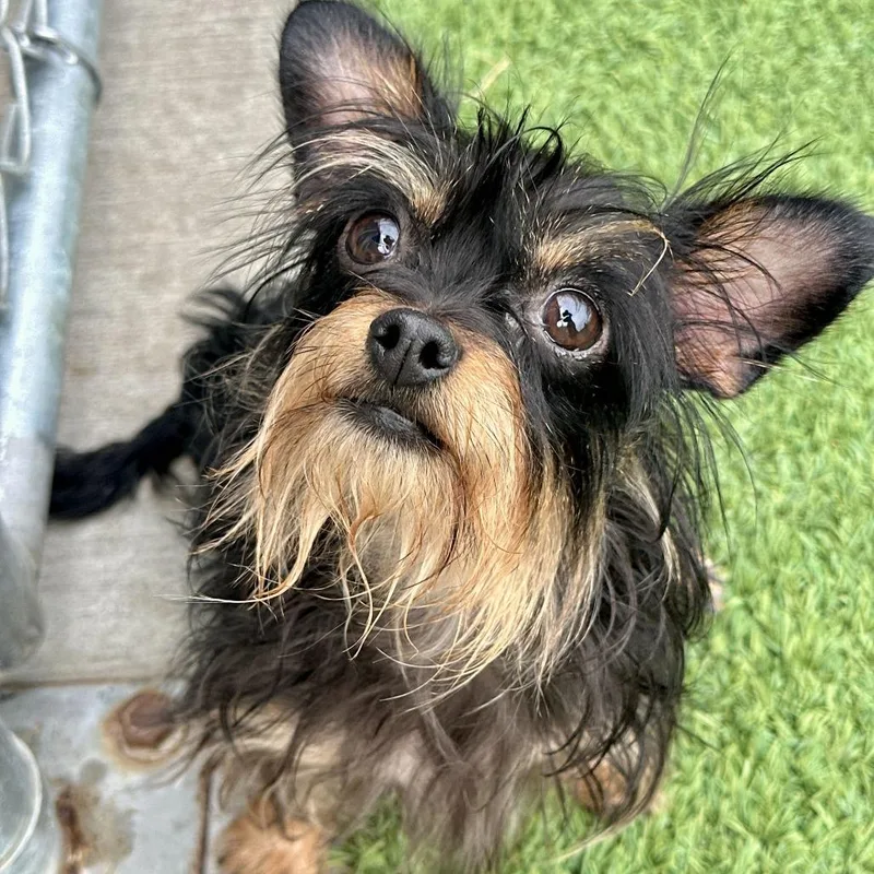 An adult small-sized female Black Yorkshire Terrier dog named Zoe for adoption in Matteson, IL