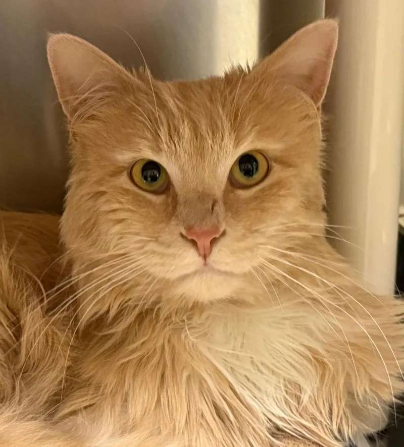 A young large-sized male Tabby (Buff / Tan / Fawn) Domestic Long Hair cat named Siggy for adoption in Amery, WI