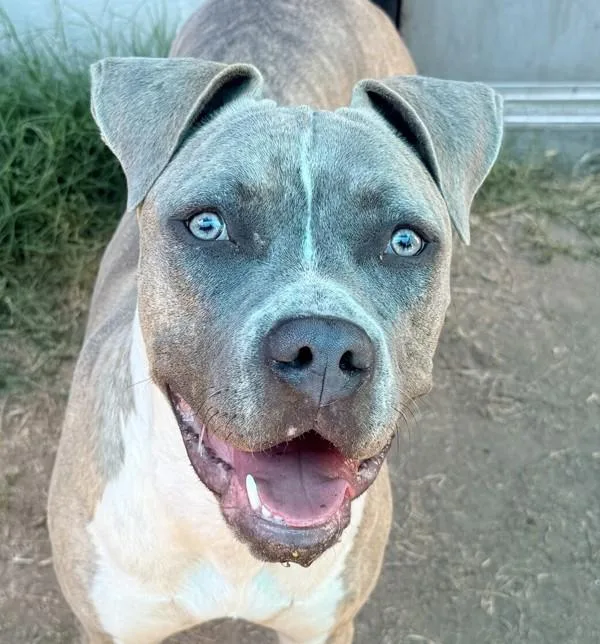 A young medium-sized female Pit Bull Terrier dog named Lemonade for adoption in El Cajon, CA