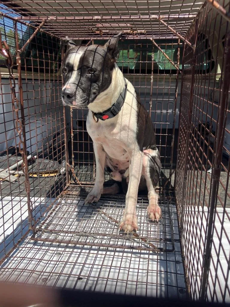 A young medium-sized male Mixed Breed dog named Legend for adoption in Gallatin, TN