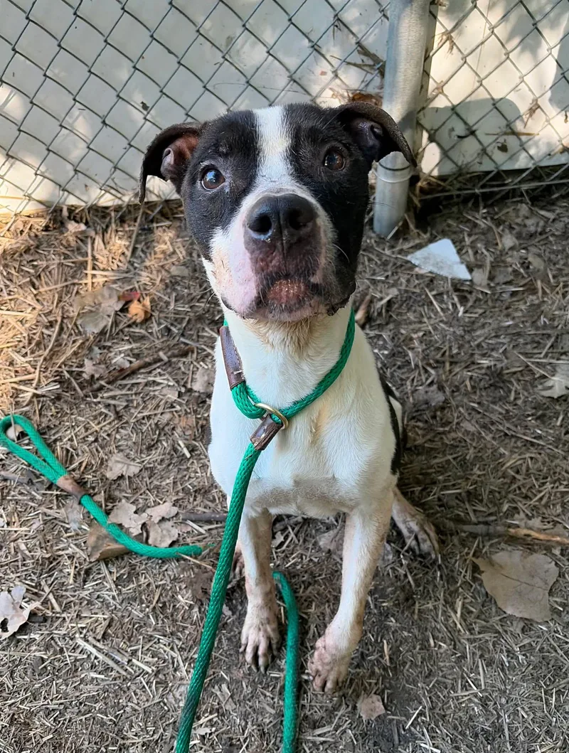 An adult medium-sized male Black Pit Bull Terrier dog named Michelin for adoption in Chicago, IL