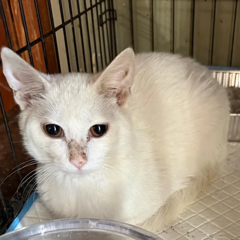 A baby small-sized male White Domestic Short Hair cat named Wendel for adoption in Lancaster, OH