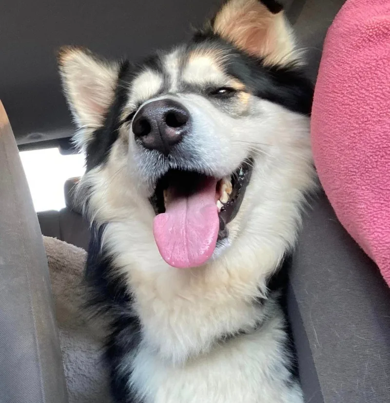 A young large-sized male Tricolor (Brown, Black, & White) Siberian Husky dog named Storm for adoption in Morganton, NC
