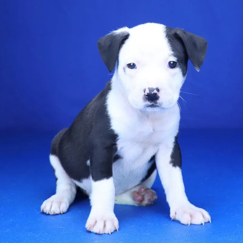 Mochi  U thumbnail 3