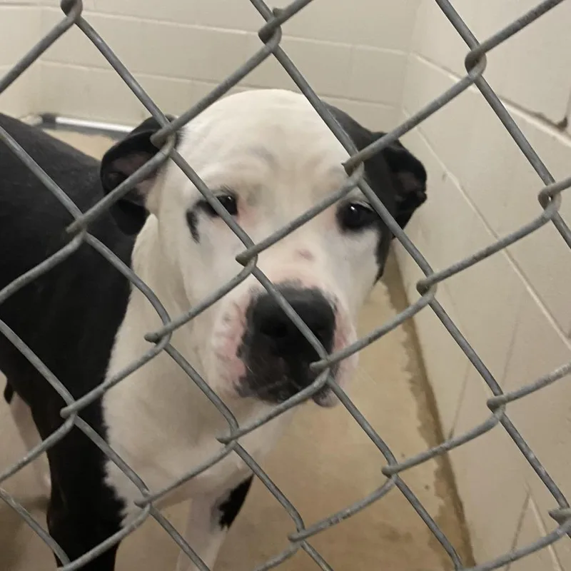 Mochi  U thumbnail 4