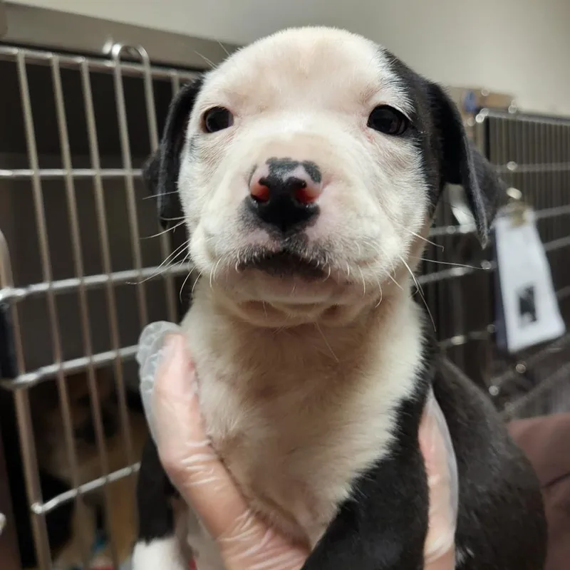 Mochi  U thumbnail 5