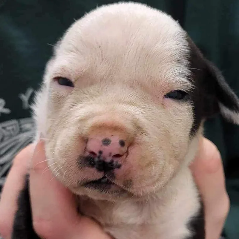 Mochi  U thumbnail 6