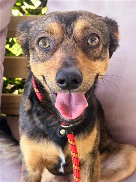 An adult medium-sized male Terrier dog named Ziggy for adoption in Woodland, CA