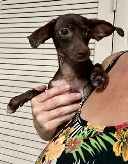 A baby small-sized female Brown / Chocolate Chiweenie dog named Winnie for adoption in Tifton, GA