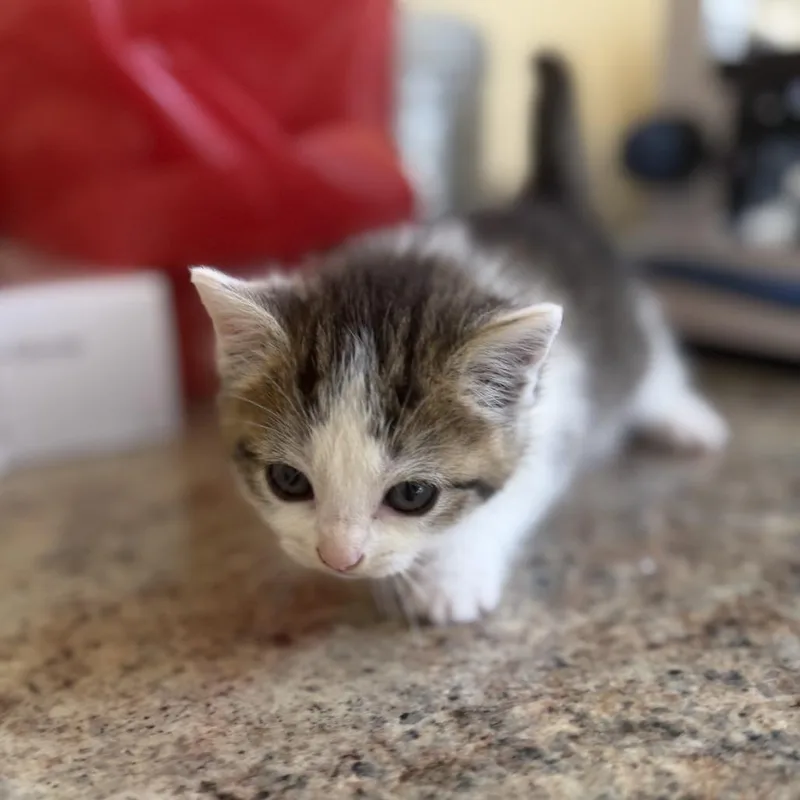 Nala