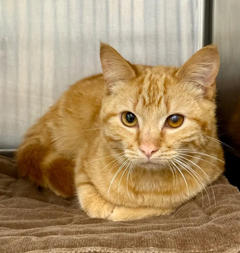 A baby medium-sized male Domestic Short Hair cat named Arkansas for adoption in La Porte, IN