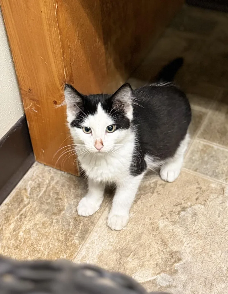 A baby medium-sized female Black Domestic Long Hair cat named Panini for adoption in Dodgeville, WI