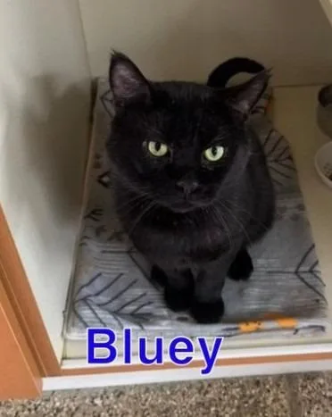 An adult large-sized male Domestic Short Hair cat named Bluey for adoption in Hastings, MI