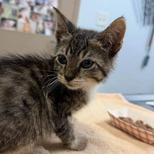 A baby small-sized male Domestic Short Hair cat named Fitz for adoption in Escondido, CA