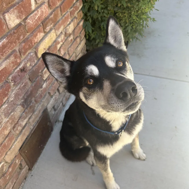 An adult large-sized male Siberian Husky dog named Asuma for adoption in Tracy, CA