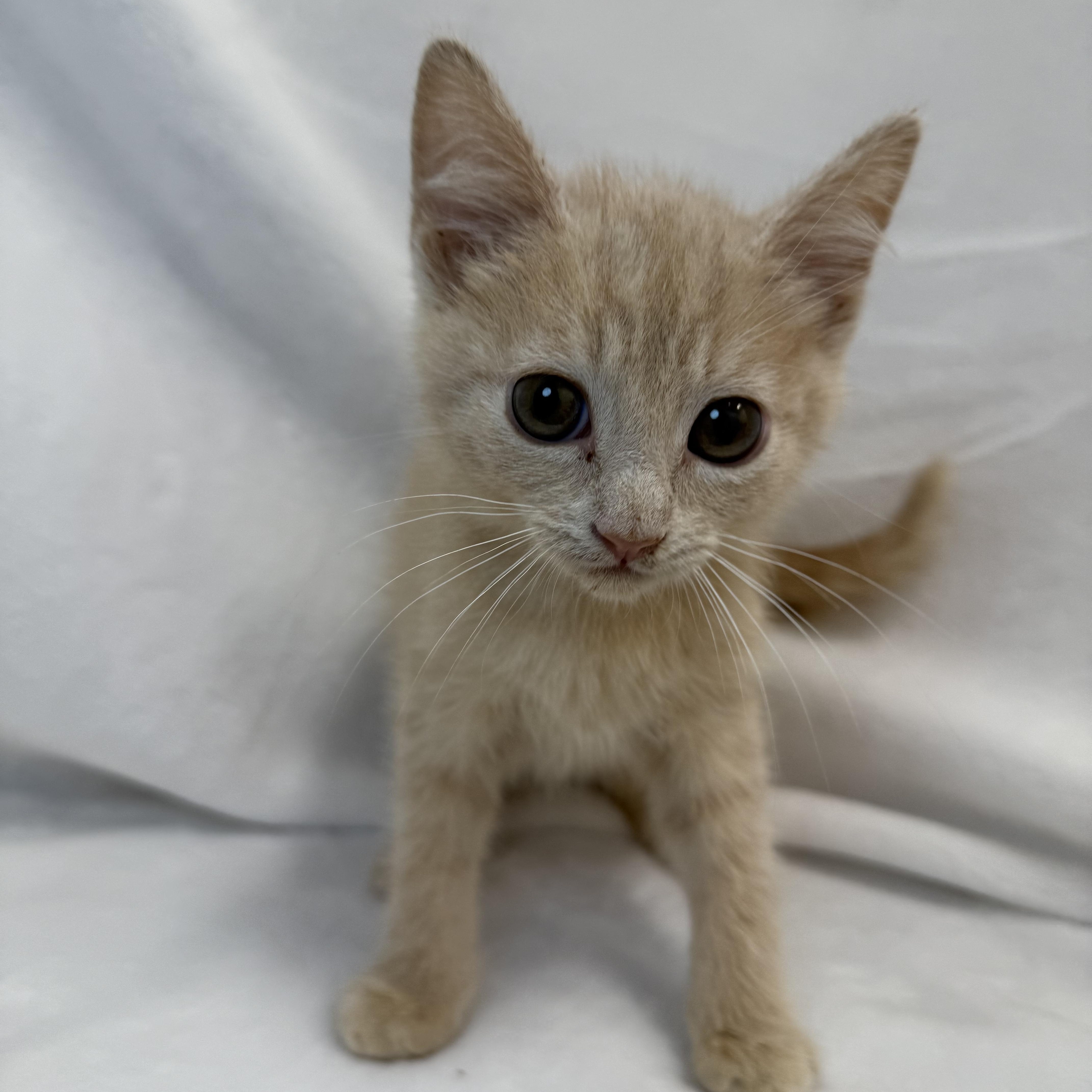 A baby medium-sized male Buff / Tan / Fawn Domestic Short Hair cat named Taffy for adoption in Greensboro, NC