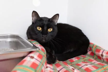 An adult medium-sized female Domestic Short Hair cat named Kannu for adoption in Ringoes, NJ