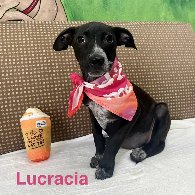 A baby small-sized female Black Labrador Retriever dog named Lucracia for adoption in Palestine, TX