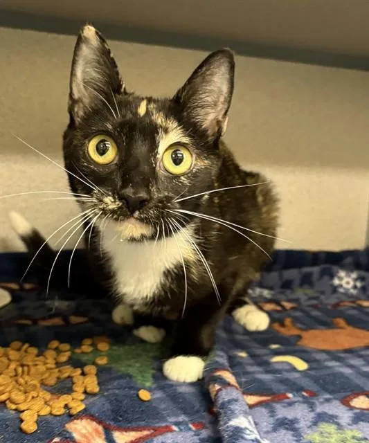 A young small-sized female Domestic Short Hair cat named Cake for adoption in Aliquippa, PA