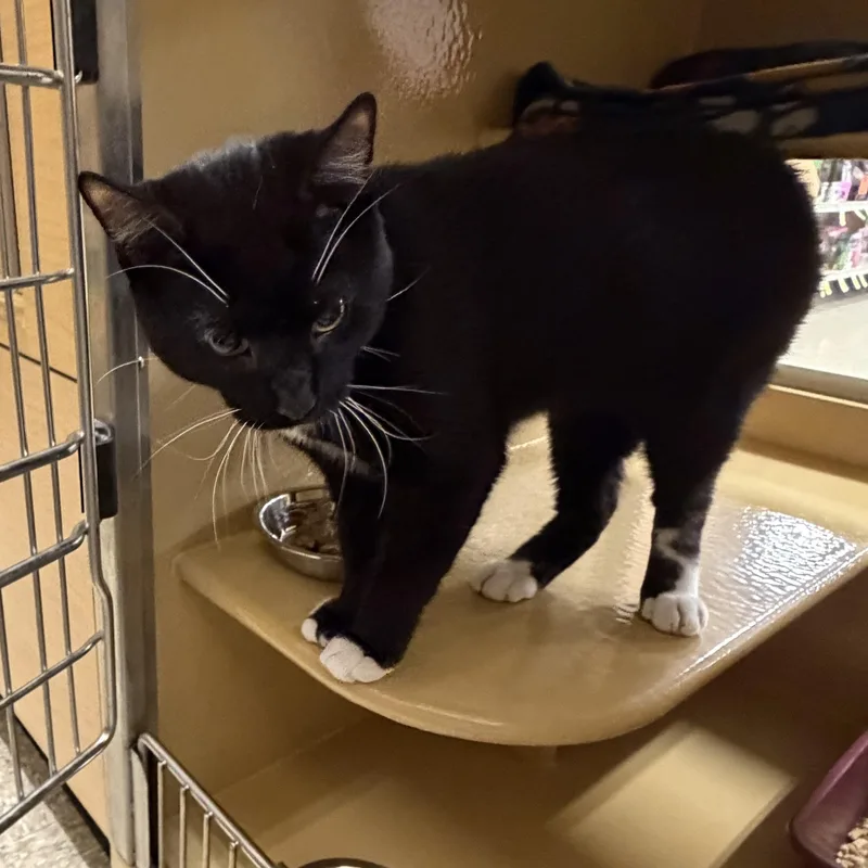 A young medium-sized male Black & White / Tuxedo Domestic Short Hair cat named Spooky for adoption in Worcester, MA