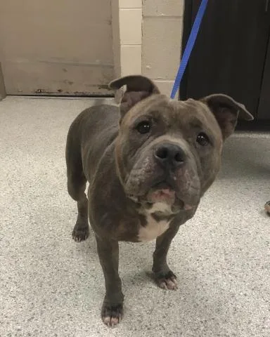 A young medium-sized female Pit Bull Terrier dog named A for adoption in Conroe, TX