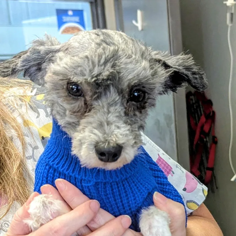 An adult small-sized male Shih Tzu dog named Bentley for adoption in Marysville, OH