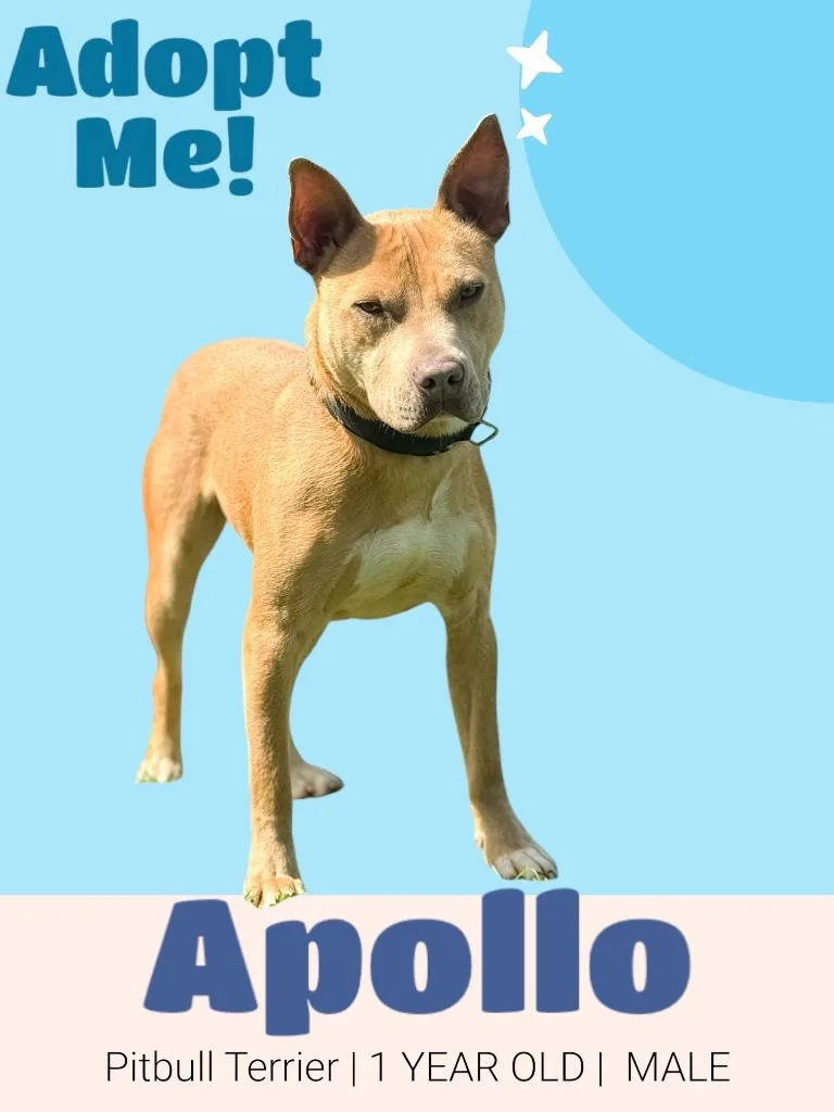 Apollo thumbnail 4