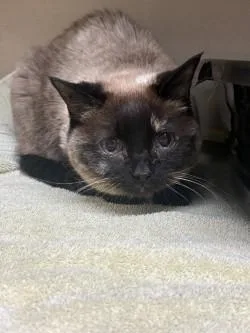 A senior medium-sized female Domestic Short Hair cat named Bunny for adoption in Longmont, CO