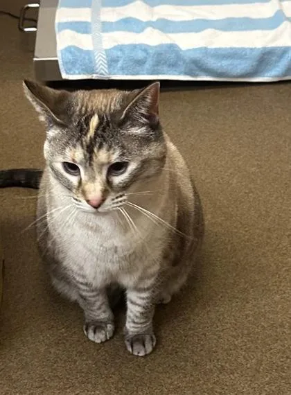An adult large-sized female Black Domestic Short Hair cat named Cheese for adoption in Wichita, KS