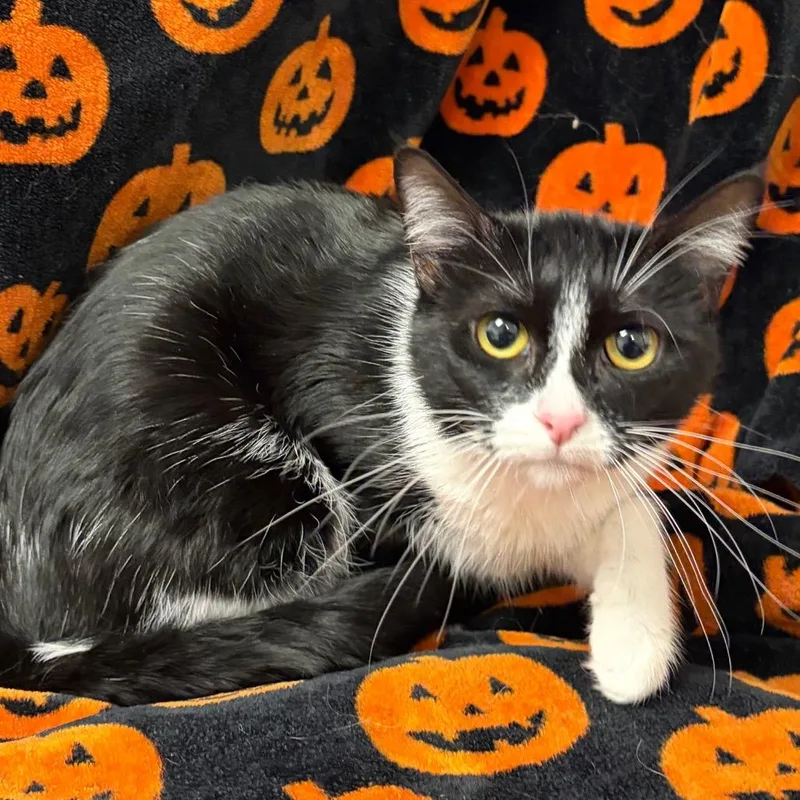 A young medium-sized female Domestic Medium Hair cat named BandW for adoption in Henderson, NV