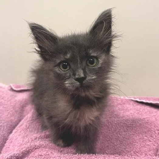 A baby small-sized female Domestic Short Hair cat named Tweety for adoption in Los Angeles, CA