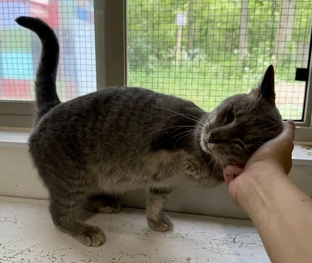 A young small-sized female Domestic Short Hair cat named Zena for adoption in Ashland, OH