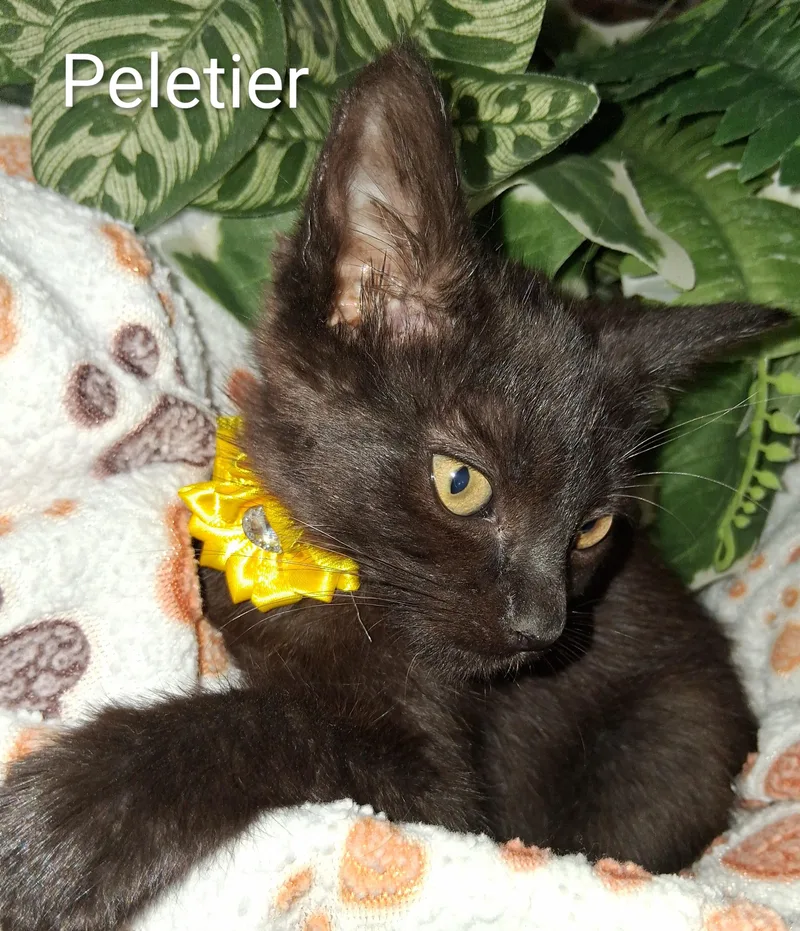 A baby medium-sized female Black Domestic Short Hair cat named Peletier for adoption in Redondo Beach, CA