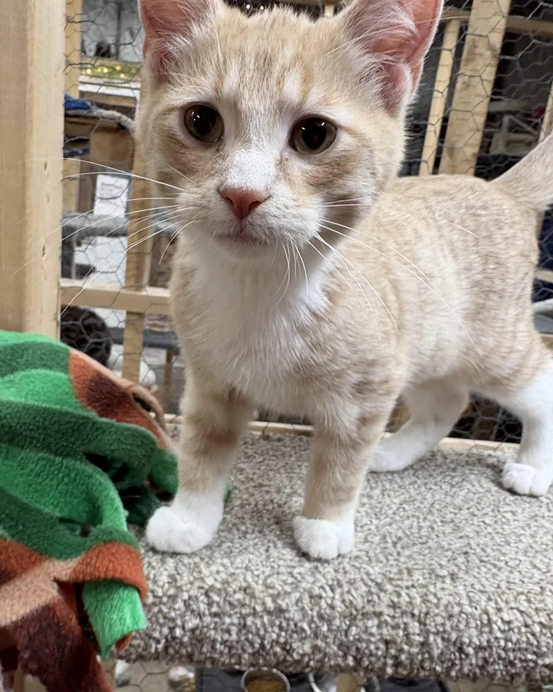 A baby small-sized male Buff / Tan / Fawn Domestic Short Hair cat named Merlin for adoption in Faribault, MN